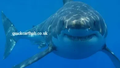 Great White Shark Attack