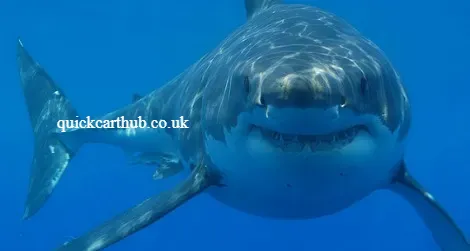 Great White Shark Attack