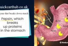 enzyme that breaks down starch