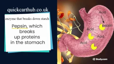 enzyme that breaks down starch