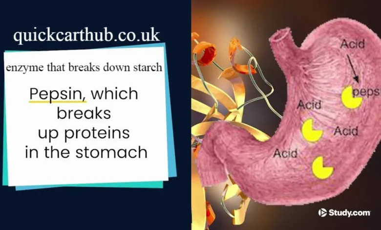enzyme that breaks down starch